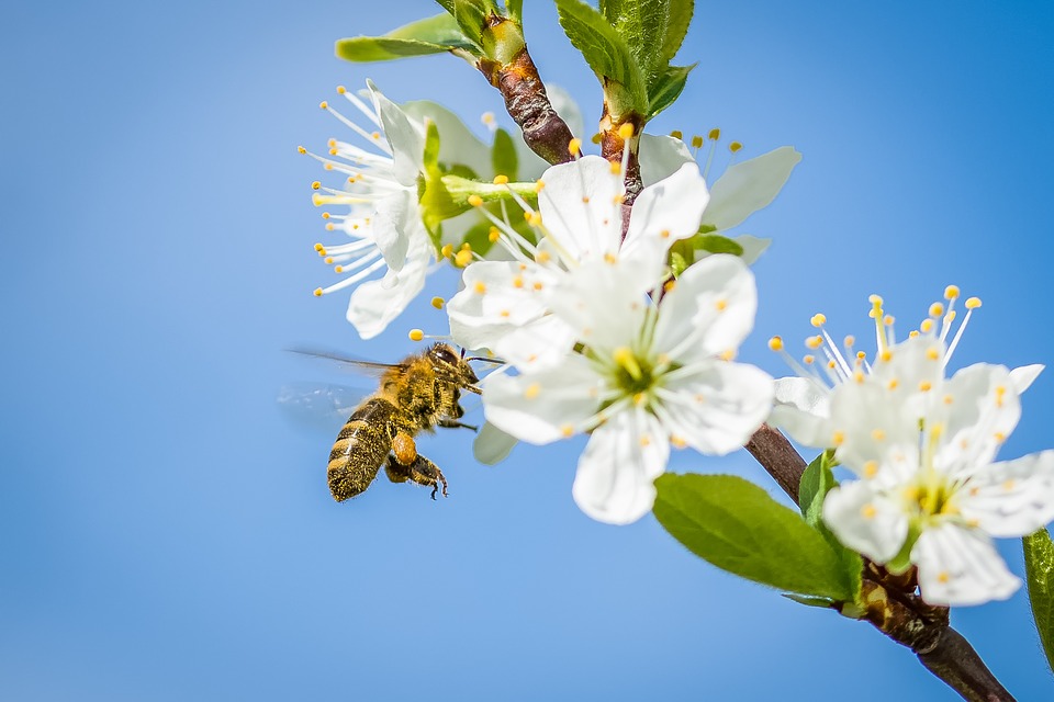 Frühstücksei Woche 21: Weltbienentag