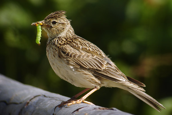 Frühstücksei Woche 45: Bedrohte Tiere