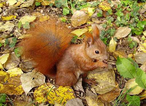 Frühstücksei Woche 41: Herbst