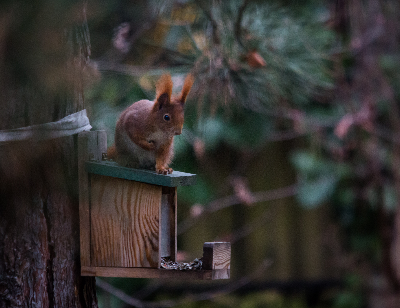 flickr/prilfish/cc